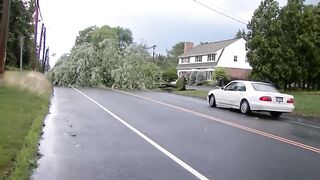 Driver slams into massive tree sitting in road, like how did he not see this