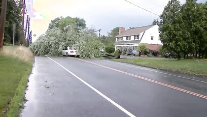Driver slams into massive tree sitting in road, like how did he not see this