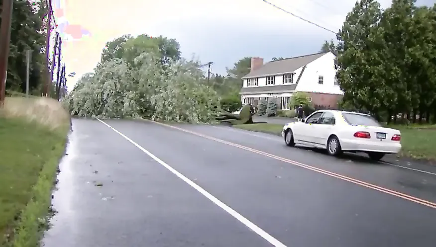 Driver slams into massive tree sitting in road, like how did he not see this