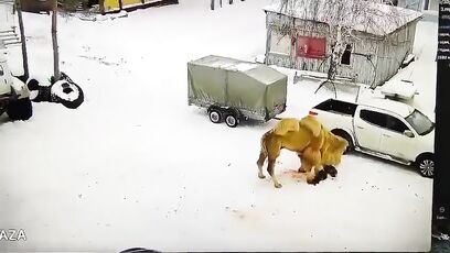 Guy punches camel, then gets eaten alive