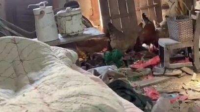 Person living in slum still cares enough to feed chickens