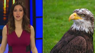 Two Honduran Nationals cited for killing Bald Eagle, planned to eat it