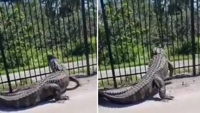 Florida Gator vs Metal Fence - Who ya got?