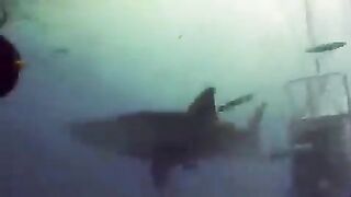 After watching this shark eat, is there any chance you'd swim with it?