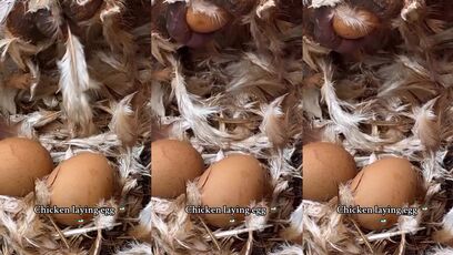 Just a chicken laying an egg