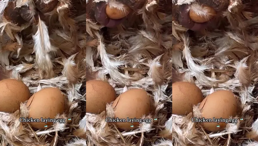 Just a chicken laying an egg