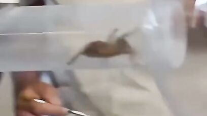 Guys try to blow spiders into each other's mouth