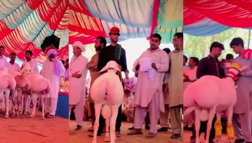 What is this? The best comment wins