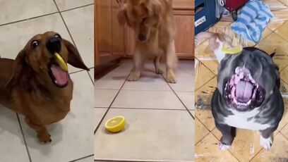 Dogs and lemons makes your day better