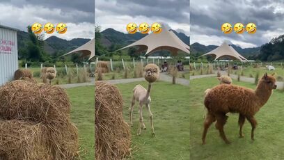 Have you ever seen a alpaca without its wool?