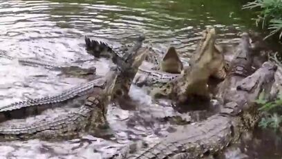 72-year-old man eaten by 40 crocodiles