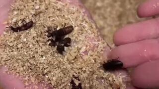 Tyson partners with company to expand the use of insect ingredient solutions