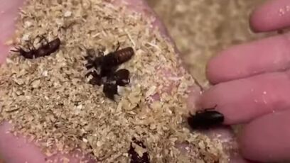 Tyson partners with company to expand the use of insect ingredient solutions