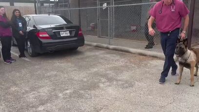 K9 Rocky shot during manhunt in Houston, expected to fully recover