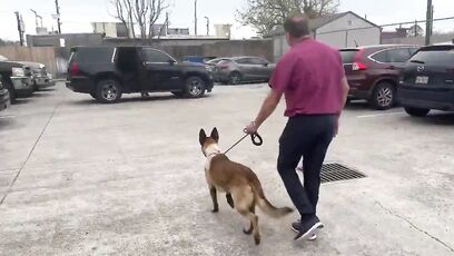 K9 Rocky shot during manhunt in Houston, expected to fully recover