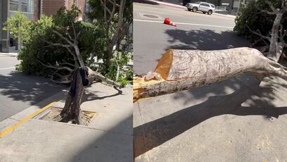 Someone chopped down random trees in Los Angeles