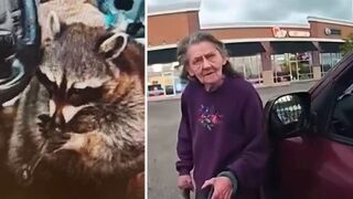 Pet raccoon holding meth pipe leads to drug bust