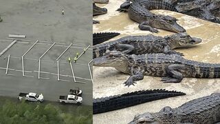 Construction on 'Alligator Alcatraz' begins in Florida