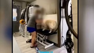 Dog groomer fired after videos show alleged beatings